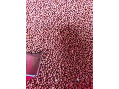 Đậu phộng nhập khẩu